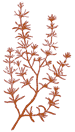 rosemary